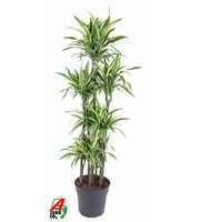 Dracaena Lemon Lime 120-carrousel