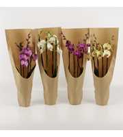 Phalaenopsis gemengd 4 tak gemengd ECO
