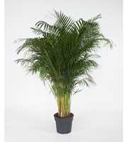 Dypsis Lutescens(Areca) P34