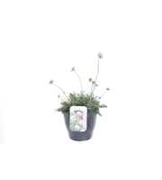 Scabiosa columbaria Butterfly Blue