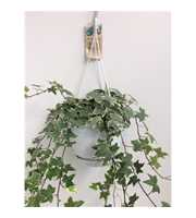 Hedera helix witbont - hangpot wit / basic