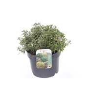 Thymus pulegoides Foxley