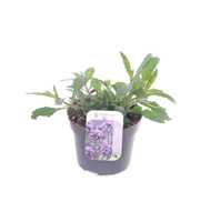 Verbena bonariensis