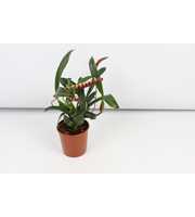 Bulbophyllum