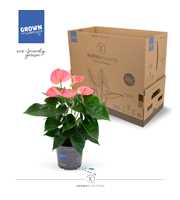 Anthurium - KARMA Pink | 12cm