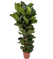 Ficus lyrata P32 toef