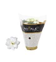 Kalanchoe Rosalina 07cm Royale Dione wit