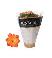 Kalanchoe Rosalina 12cm Royale Pedro oranje