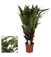 Calathea 21cm Tropistar