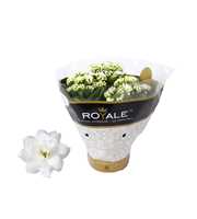 Kalanchoe Rosalina 15cm Royale Dione wit