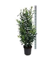 Prunus laur. 'Caucasica'
