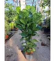 Ficus Lyrata toef 180