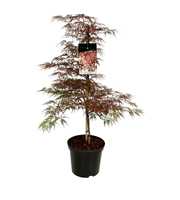 Acer pal. 'Garnet'