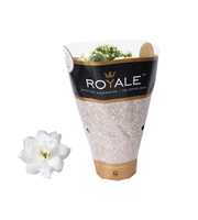 Kalanchoe Rosalina 12cm Royale Dione wit