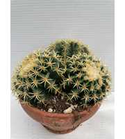 570 Echinocactus Grusonii Nudens 20 cm