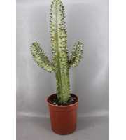 art.1827I Euphorbia marmorata 19 cm