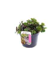 Sedum makinoi