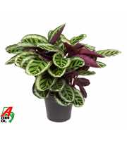 Calathea Angela