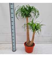 Beacarnea Recurvata 90 vertakt 3 arm P32