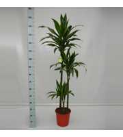 Dracaena Art 90-60-30