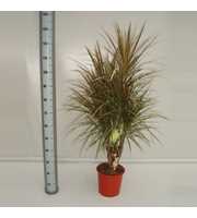 Dracaena Bicolor 60 vertakt