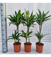 Dracaena Basic Mix 45/15