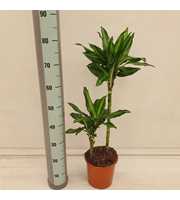 Dracaena Cintho 45/15