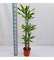 Dracaena Golden Coast 90/60/30