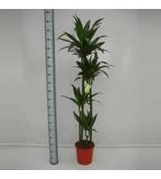 Dracaena Janet Craig 120-90-60-30