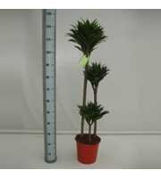 Dracaena Compacta 90-60-30