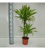 Dracaena Lemon lime 45/15