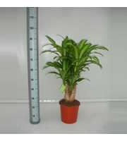 Dracaena Massangeana 45 vertakt