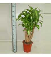 Dracaena Massangeana 60 vertakt