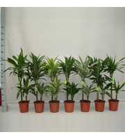 Dracaena Luxe Mix 45/15