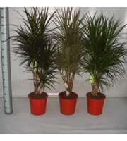 Dracaena Mix 60 vertakt Smalbladig