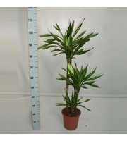 Dracaena Riki 60-30-15