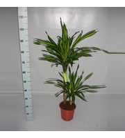 Dracaena Riki 45-15