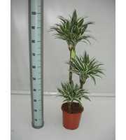 Dracaena White Jewel 60/30/15