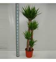 Yucca 120/90/60/30 XL