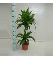 Dracaena Janet Craig 45-15