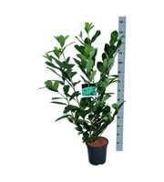 Prunus laur. 'Rotundifolia'
