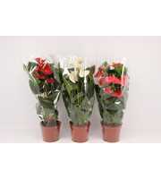 Anthurium 3 color mix in transparant sleeve