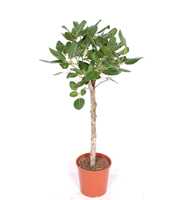 Ficus Benghalensis