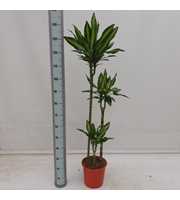 Dracaena Cintho 90/60/30