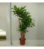 Dracaena Massangeana 150 vertakt