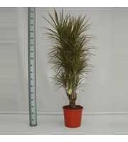 Dracaena Bicolor 90 vertakt