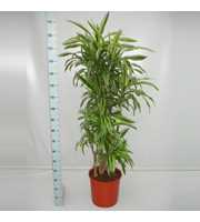 Dracaena Lemon Lime 120 vertakt