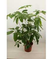 schefflera amate 30 cm pot