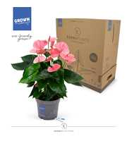 Anthurium - KARMA Pink | 17cm | PLASTIC FREE