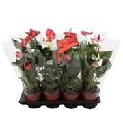 Anthurium Paradise mix in transparant sleeve